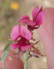 Indigofera intermedia