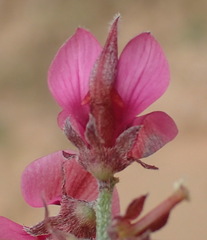 Indigofera intermedia