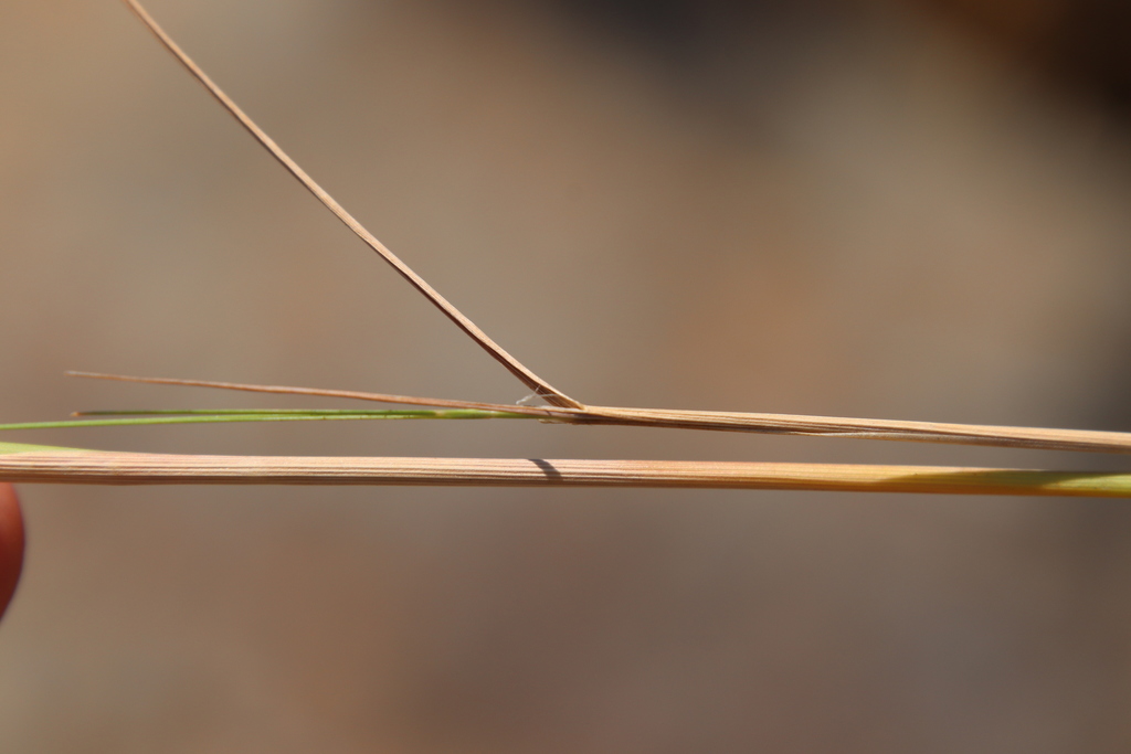 Agrostis pallens; photograph (c) Millie Basden, some rights reserved (CC BY)