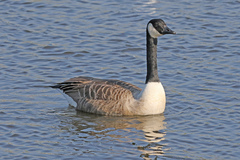 Branta canadensis