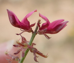 Indigofera intermedia