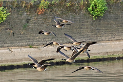 Branta canadensis