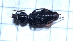 Pterostichus nigrita