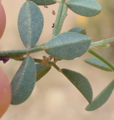 Indigofera intermedia