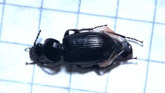 Pterostichus nigrita