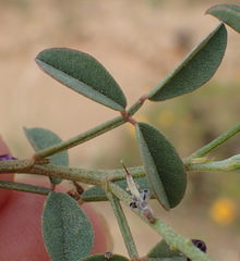 Indigofera intermedia