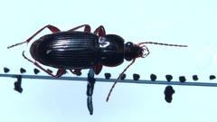 Pterostichus vernalis
