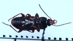 Pterostichus vernalis