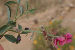 Indigofera intermedia