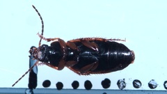 Stenolophus mixtus