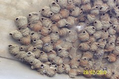 Petrochelidon spilodera