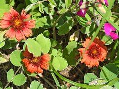 Gaillardia amblyodon