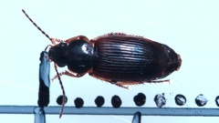 Stenolophus mixtus