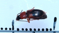 Stenolophus teutonus