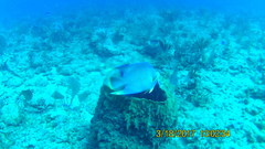 Holacanthus bermudensis