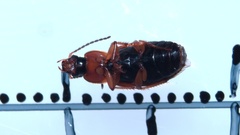 Stenolophus teutonus