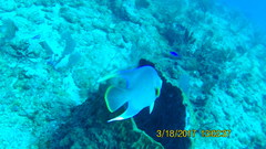 Holacanthus bermudensis