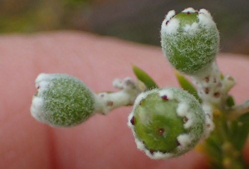Phylica cryptandroides (Phylica cryptandroides)