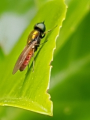 Chloromyia formosa