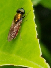 Chloromyia formosa
