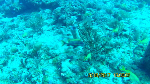 Haemulon macrostoma