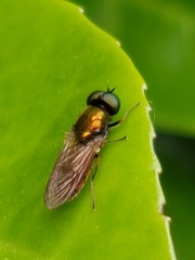 Chloromyia formosa