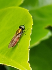 Chloromyia formosa