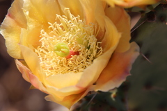 Opuntia × demissa