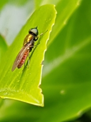 Chloromyia formosa