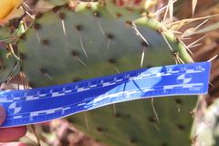 Opuntia × demissa