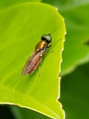 Chloromyia formosa