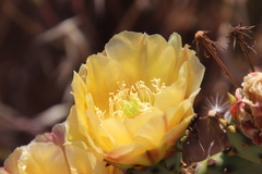 Opuntia × demissa
