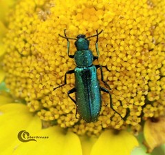 Psilothrix viridicoerulea