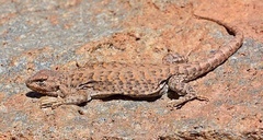 Liolaemus rosenmanni