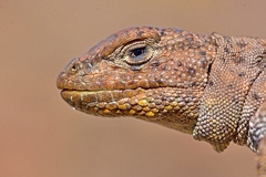 Liolaemus rosenmanni