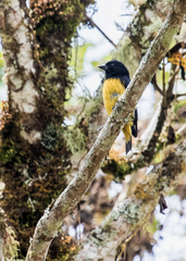 Spinus xanthogastrus