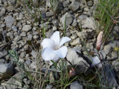 Linum suffruticosum