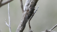 Tettigettula pygmea