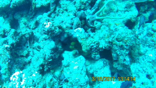Gymnothorax funebris