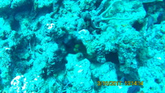 Gymnothorax funebris