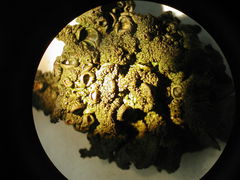 Melanohalea subolivacea