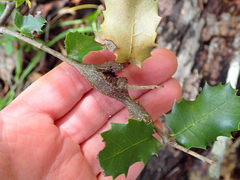 Dryocosmus asymmetricus