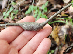 Dryocosmus asymmetricus