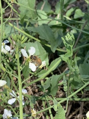 Apis mellifera
