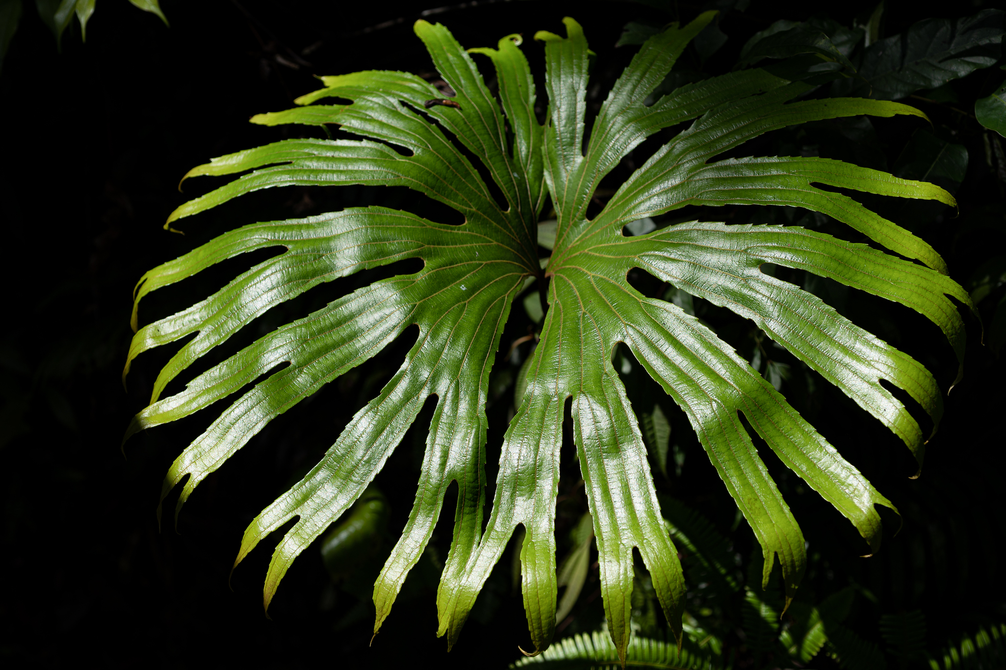 Dipteris conjugata