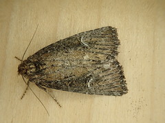 Condica mersa