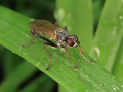 Cordilura