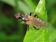 Cordilura