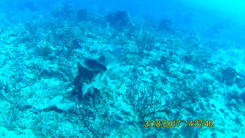 Lactophrys bicaudalis