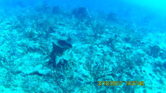 Lactophrys bicaudalis